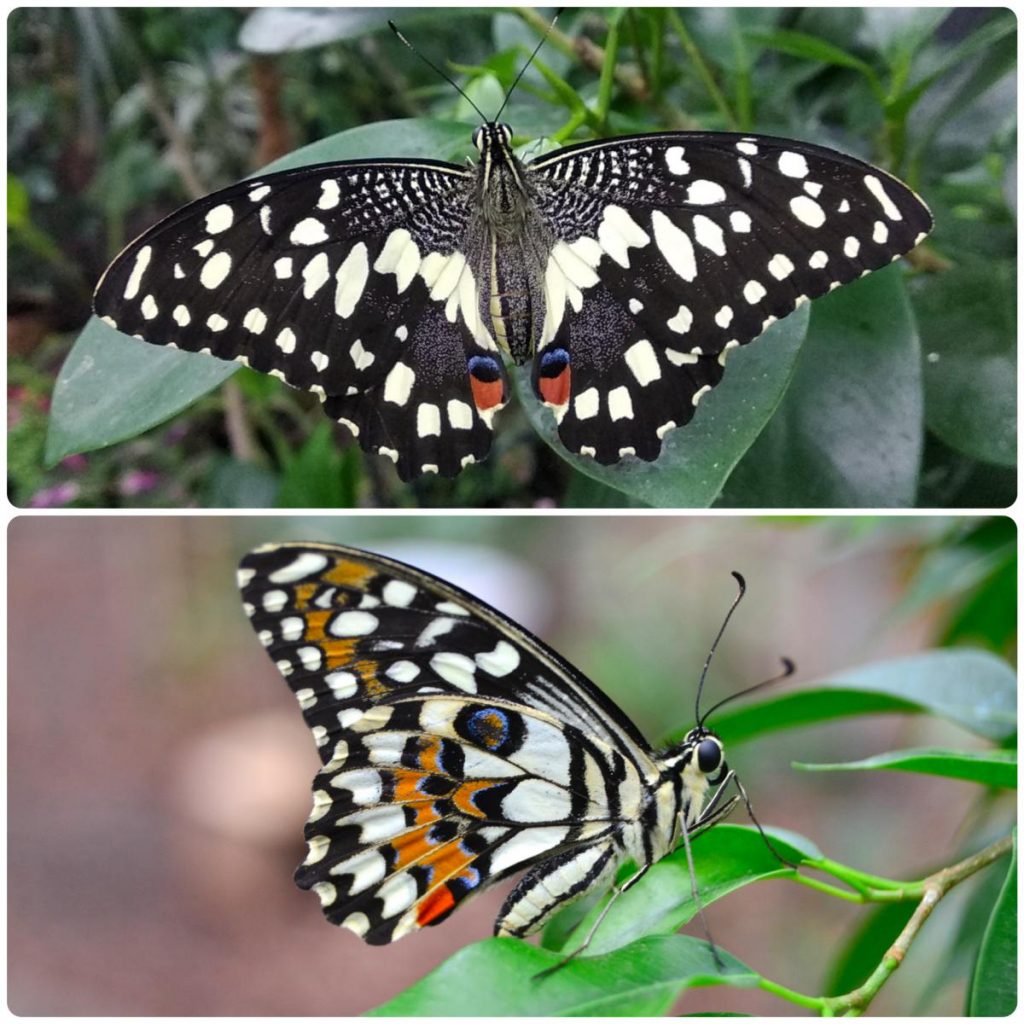Живий тропічний метелик Papilio demoleus