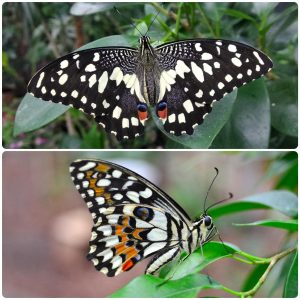 Купить Живий тропічний метелик Papilio demoleus