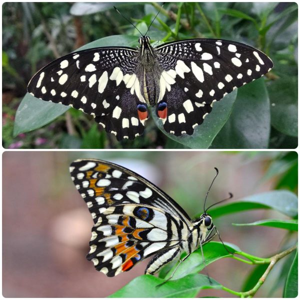 Купить Живий тропічний метелик Papilio demoleus
