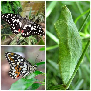 Купить Лялечка метелика Papilio demoleus