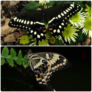 Купить Живий тропічний метелик Papilio lormieri