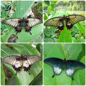 Купить Живий тропічний метелик Papilio lowi