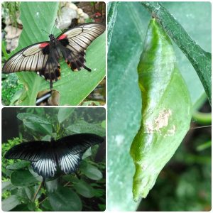 Купить Лялечка метелика Papilio lowi