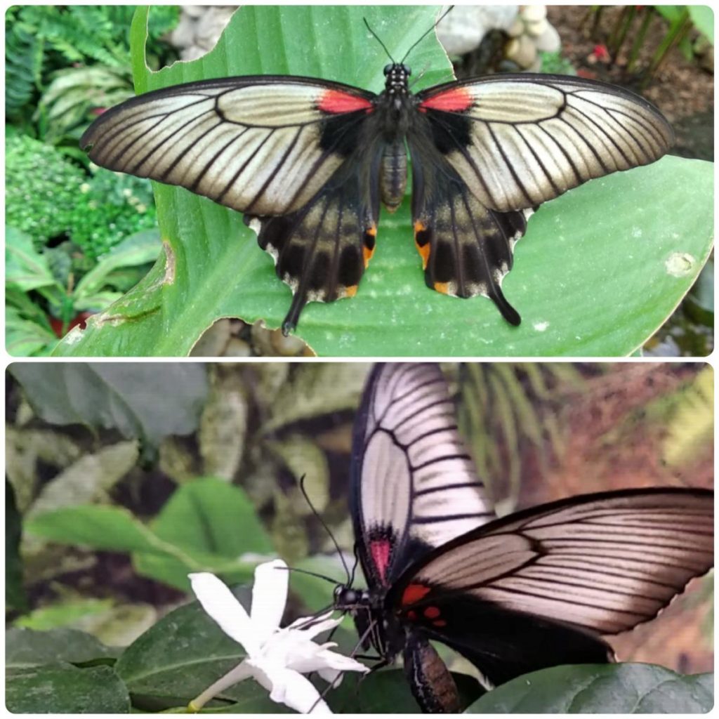 Живий тропічний метелик Papilio lowi