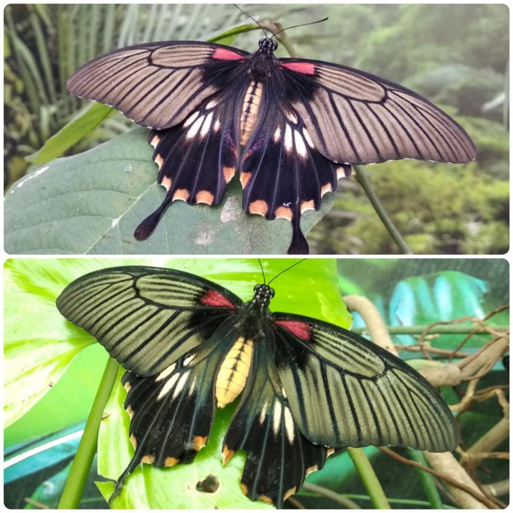 Живий тропічний метелик Papilio lowi