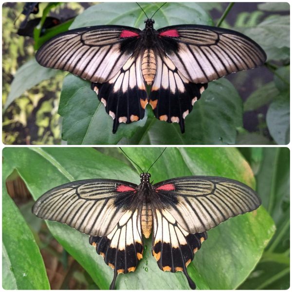 Купить Живий тропічний метелик Papilio lowi