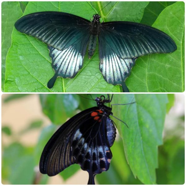 Купить Живий тропічний метелик Papilio lowi