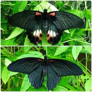 Купить Живий тропічний метелик Papilio memnon