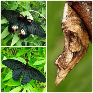 Купить Лялечка метелика Papilio memnon