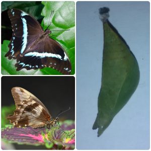 Купить Лялечка метелика Papilio nireus