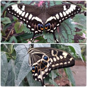 Купить Живий тропічний метелик Papilio ophidicephalus