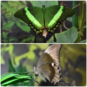Купить Живий тропічний метелик Papilio palinurus