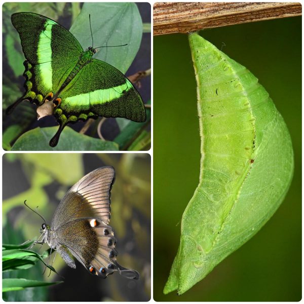 Купить Лялечка метелика Papilio palinurus