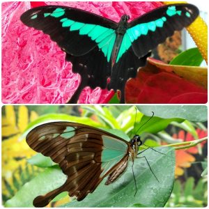 Купить Живий тропічний метелик Papilio phorcas