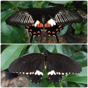 Купить Живий тропічний метелик Papilio polytes