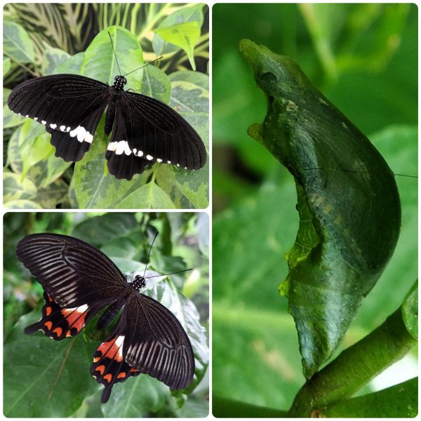 Купить Лялечка метелика Papilio polytes