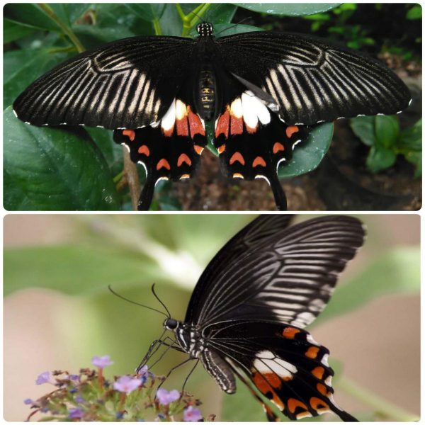 Купить Живий тропічний метелик Papilio polytes
