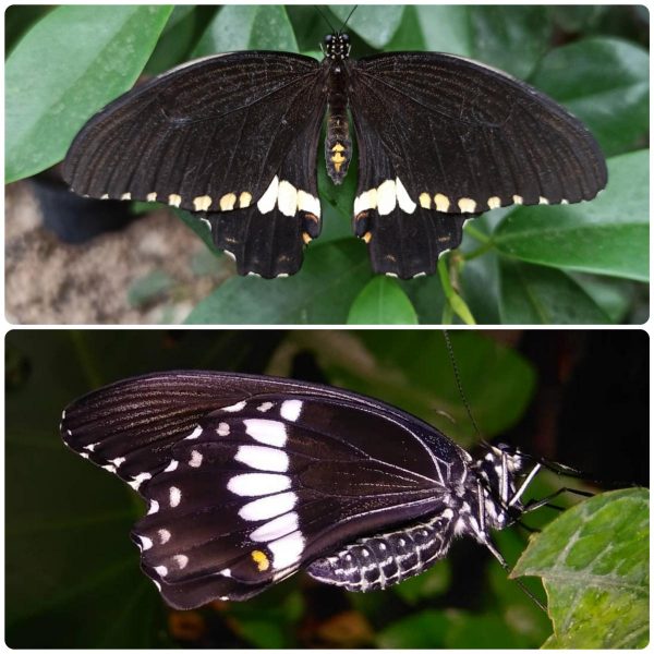 Купить Живий тропічний метелик Papilio polytes