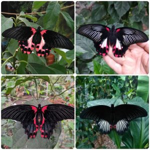 Купить Живий тропічний метелик Papilio rumanzovia