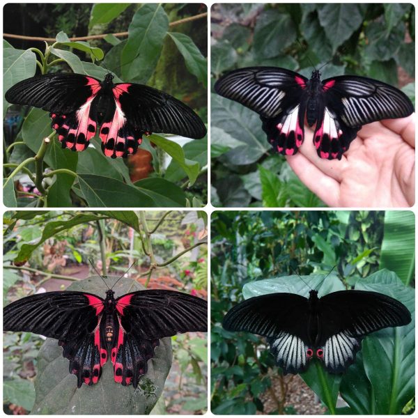 Купить Живий тропічний метелик Papilio rumanzovia