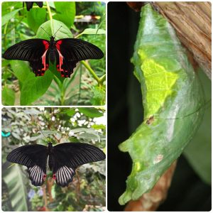 Купить Лялечка метелика Papilio rumanzovia