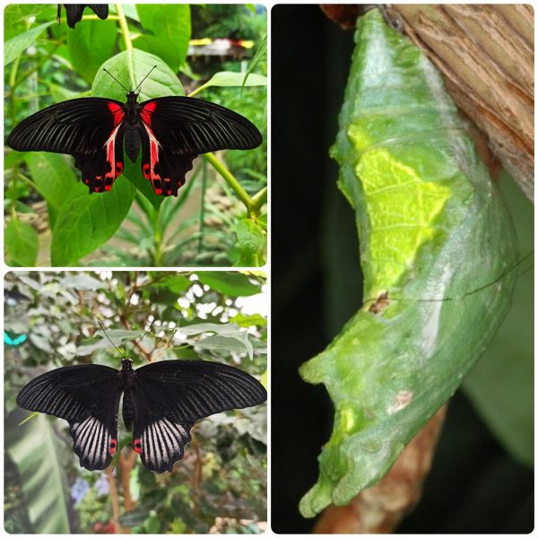 Купить Лялечка метелика Papilio rumanzovia