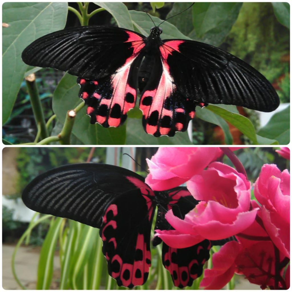 Живий тропічний метелик Papilio rumanzovia