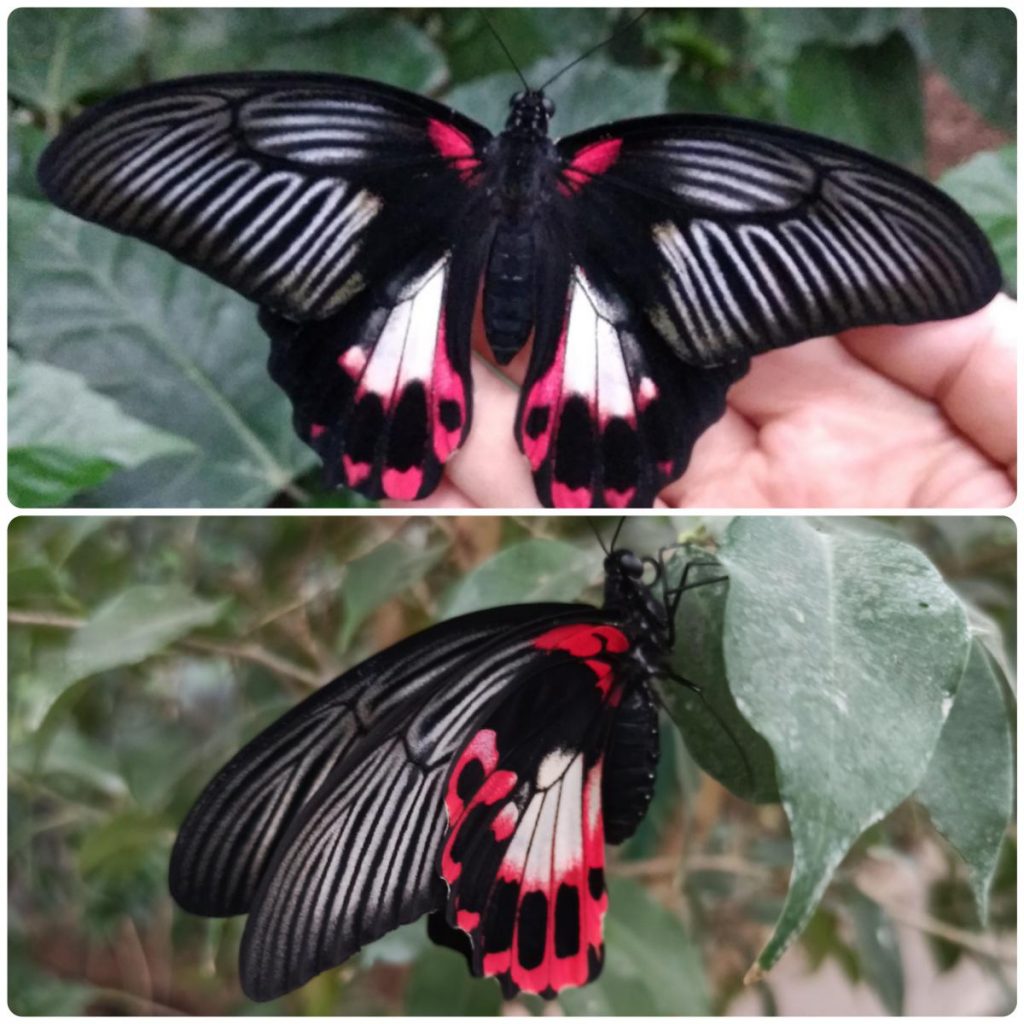 Живий тропічний метелик Papilio rumanzovia