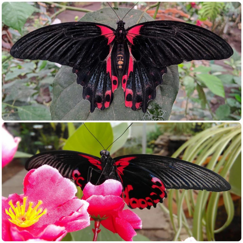 Живий тропічний метелик Papilio rumanzovia