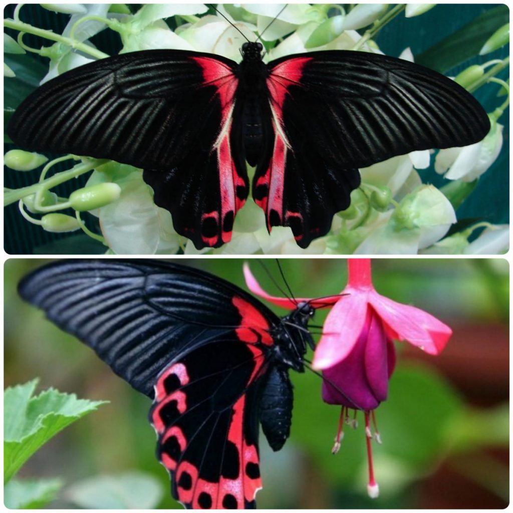 Живий тропічний метелик Papilio rumanzovia