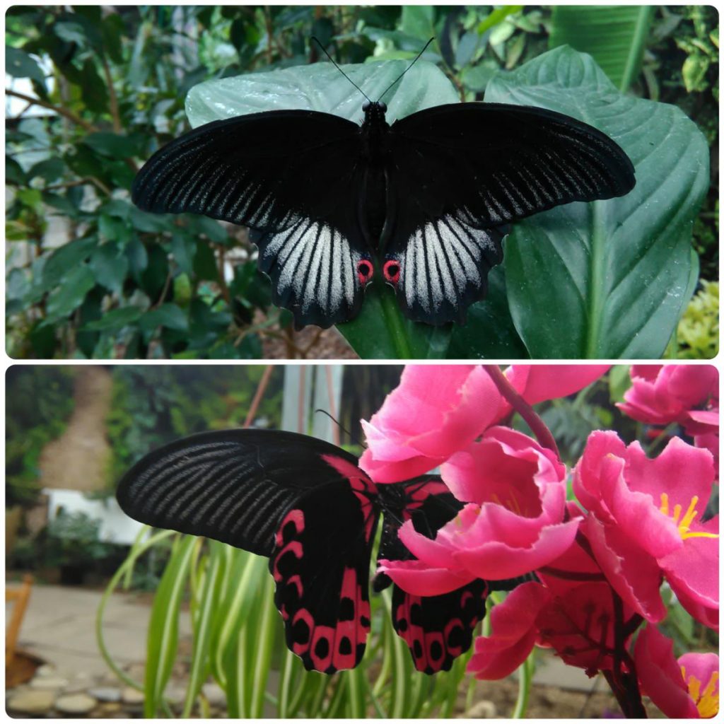 Живий тропічний метелик Papilio rumanzovia
