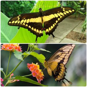 Купить Живий тропічний метелик Papilio thoas