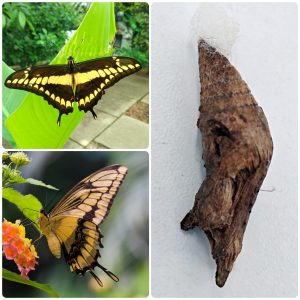 Купить Лялечка метелика Papilio thoas