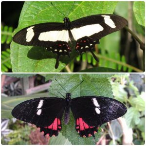Купить Живий тропічний метелик Papilio torquatus