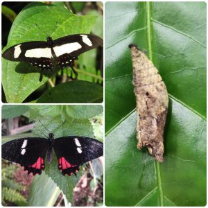 Купить Лялечка метелика Papilio torquatus