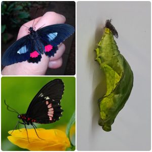 Купить Лялечка метелика Parides arcas