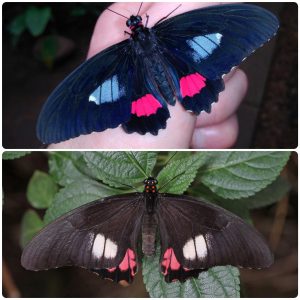 Купить Живий тропічний метелик Parides arcas