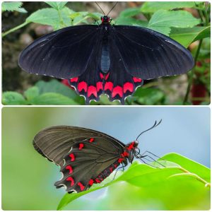 Купить Живий тропічний метелик Parides montezuma