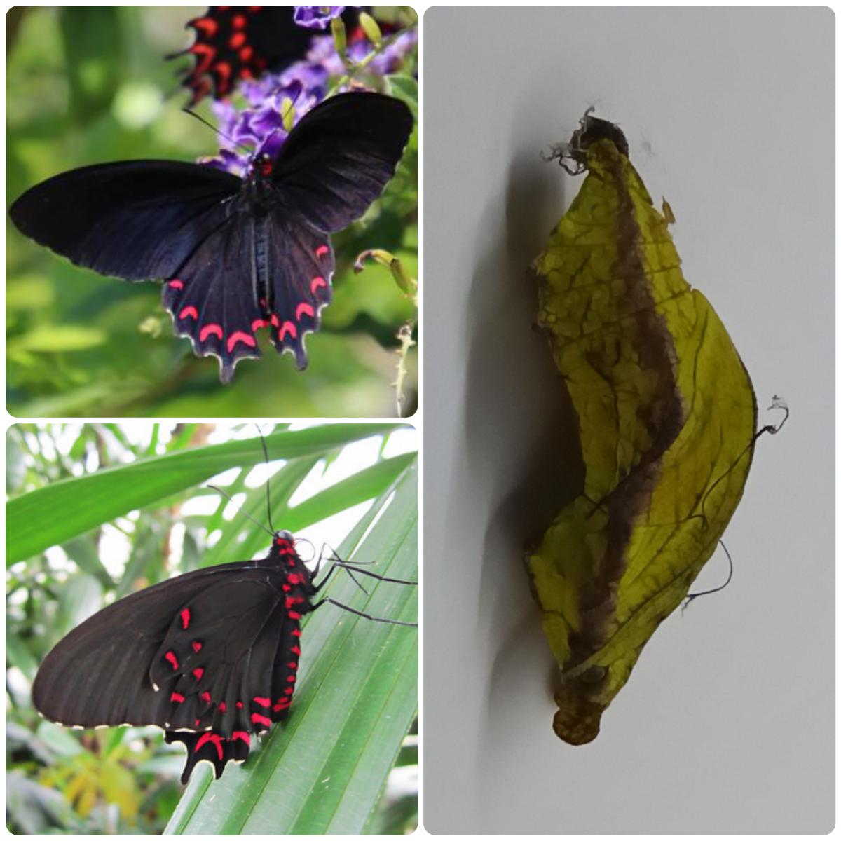 Купить Лялечка метелика Parides montezuma