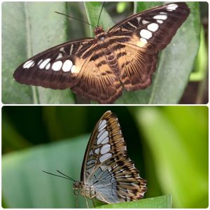 Купить Живий тропічний метелик Parthenos sylvia