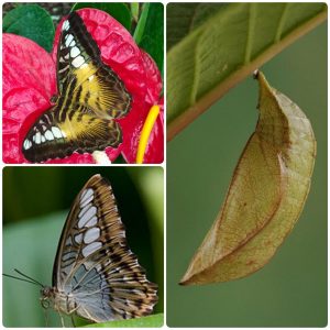Купить Лялечка метелика Parthenos sylvia