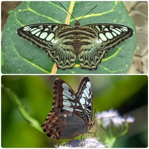 Купить Живий тропічний метелик Parthenos sylvia lilacinus