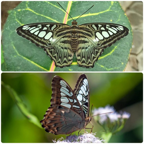 Купить Живий тропічний метелик Parthenos sylvia lilacinus
