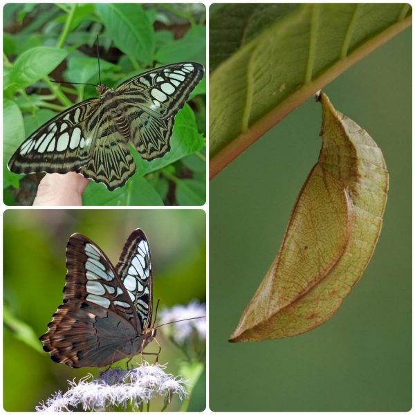 Купить Лялечка метелика Parthenos sylvia lilacinus