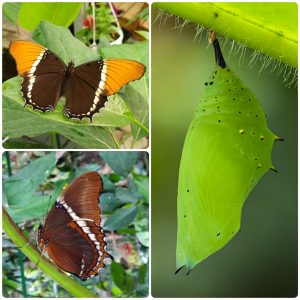 Купить Лялечка метелика Siproeta epaphus