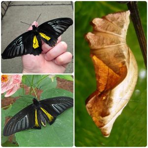 Купить Лялечка метелика Troides rhadamanthus