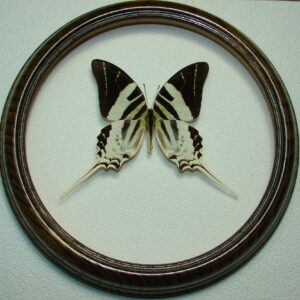 Купить Метелик в рамці Graphium androcles
