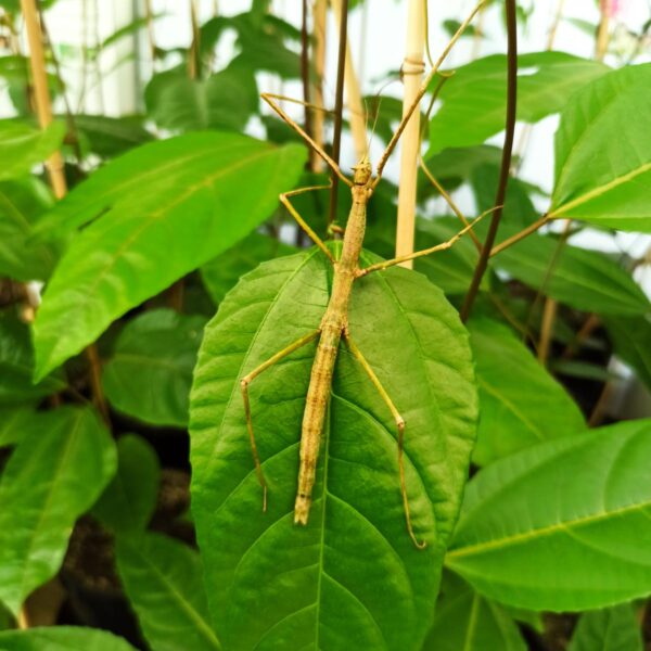 Купить Паличник Анамський (Medauroidea extradentata)