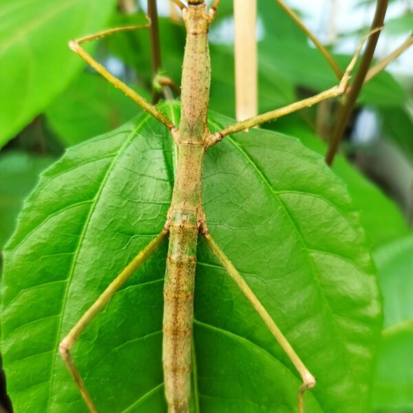 Купить Паличник Анамський (Medauroidea extradentata)