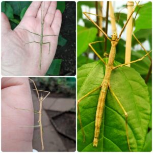 Купить Паличник Анамський (Medauroidea extradentata)